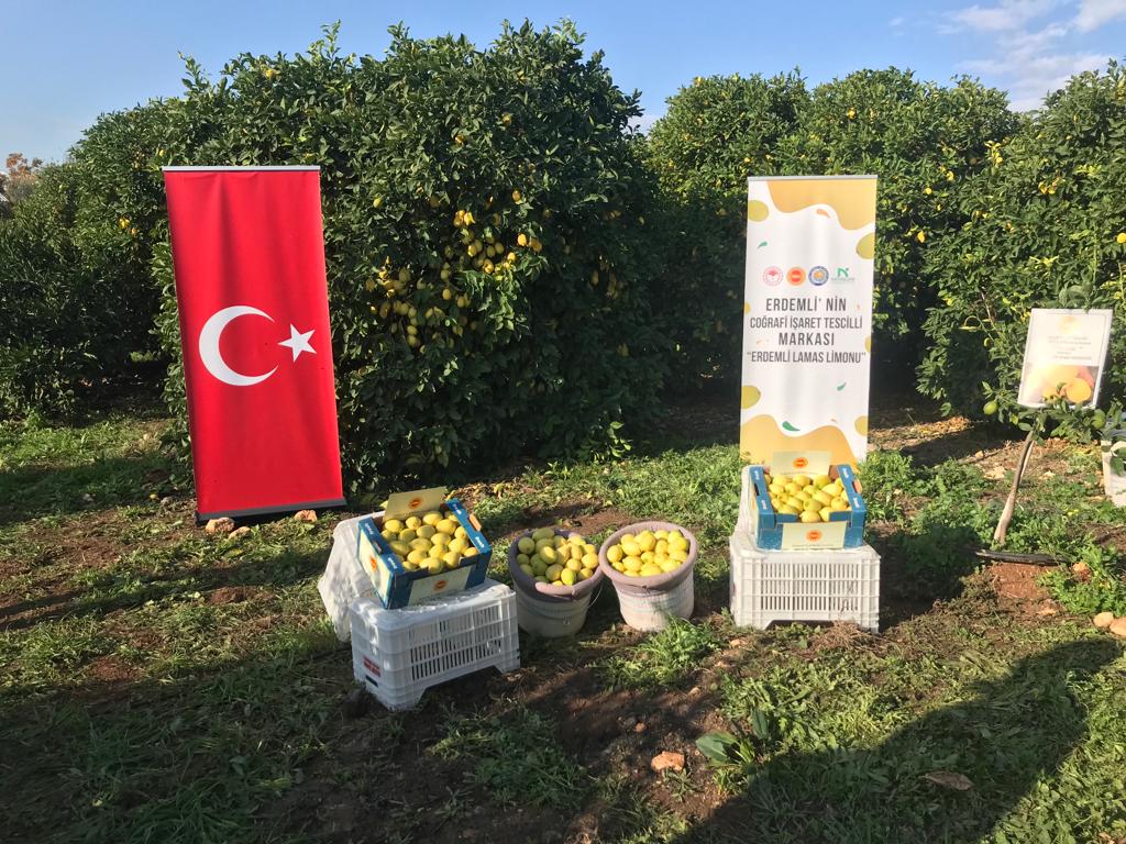 Sayın Valimiz Ali Hamza PEHLİVAN'ın Katılımlarıyla İlçemizde Lamas Limonu Hasadı Başlatıldı.